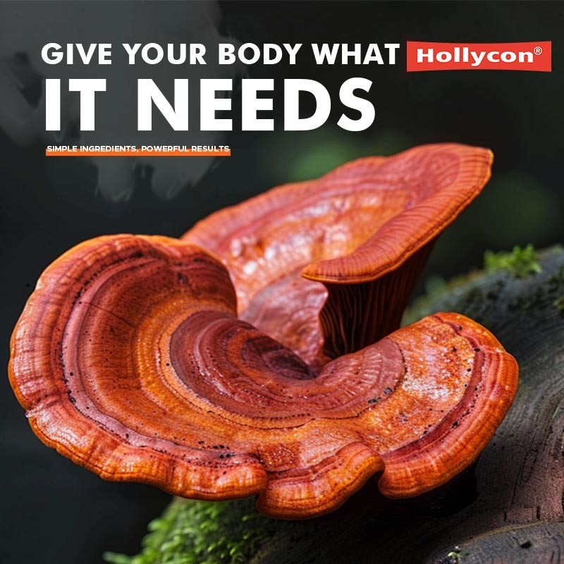 Manufacturer Mushroom Supplement Lions Mane Capsules Help Liver Kidney Memory Support  Immune